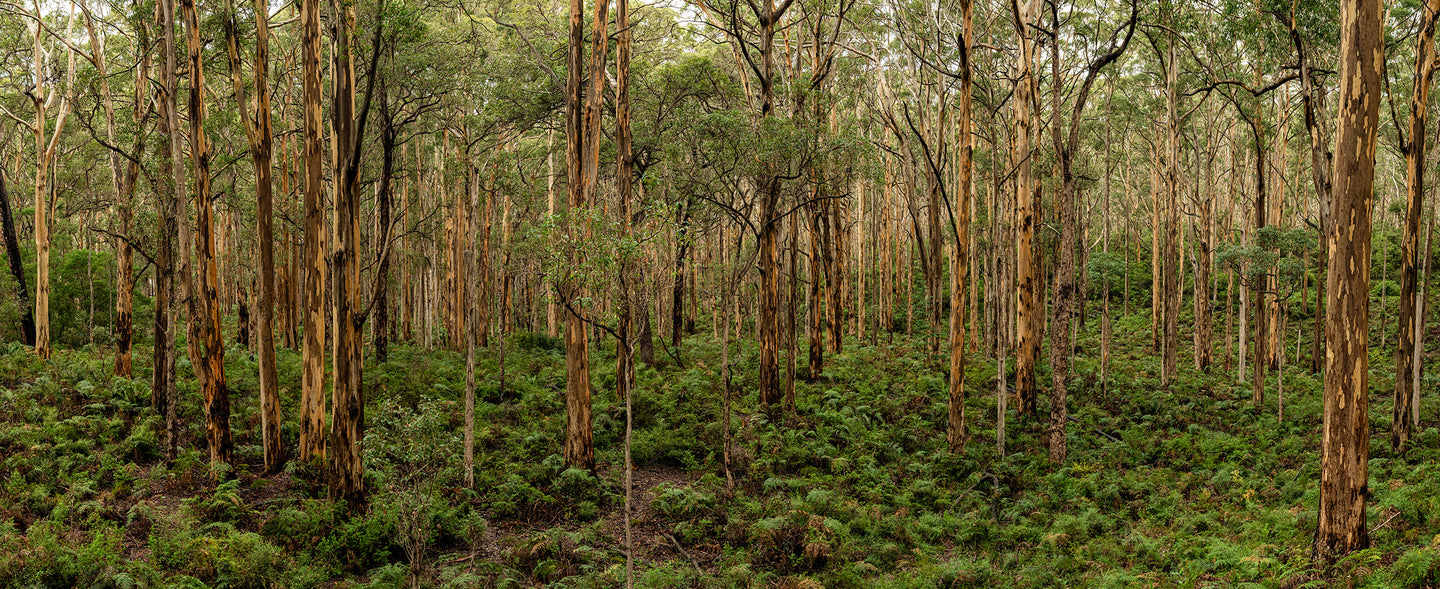 Boranup Forest Panorama with shadow box frame