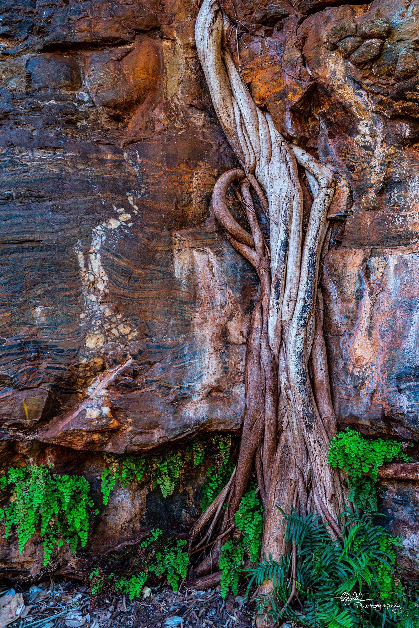Rock Fig Tree, Dales Gorge, Karijini National Park, W.A.